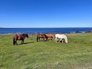 Three wild horses grazing off the rugged coast of the Bonavista Peninsula, on a beautiful sunny day in Newfoundland, Canada