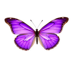 Beautiful purple butterfly isolated on transparent background