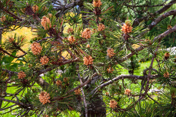 Pine cones on a tree branch in the Alps

