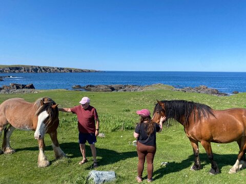 A dad and daughter petting a wild horse along the rugged coastline surrounded by the atlantic ocean, near Elliston on the Bonavista Peninsula, Newfoundland, Canada