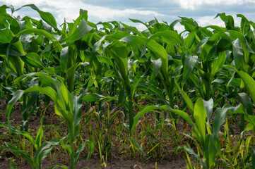 Tall corn plants thrive in a fertile field with rich soil, illuminated by sunlight and surrounded...