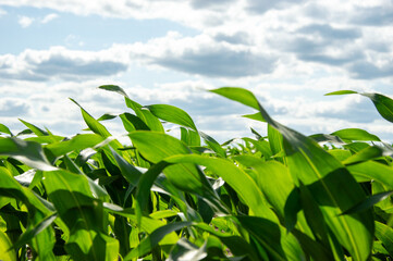 Rows of healthy corn plants stretch across the field, reaching towards a bright blue sky filled with fluffy white clouds