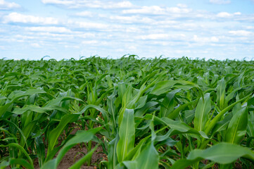 Fototapeta premium Rows of vibrant corn plants stretch across the field, flourishing under the sunny summer sky with scattered clouds