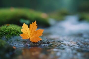 portrait of orange maple leaf resting on glistening rock in forest stream after rain