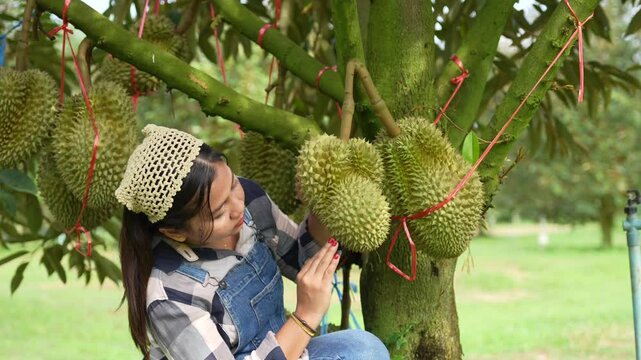 A young woman works in a durian orchard, checking the quality of durians for export to the market.