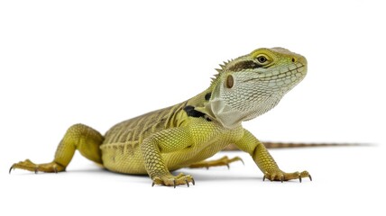 Obraz premium Close up of a green lizard with brown stripes on a white background looking to the right side