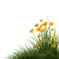 Grass and yellow flower png isolated on white or transparent background