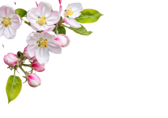 Delicate soft pink and transparent apple blossoms with yellow stamens, vibrant green leaves, and tight buds, elegantly clustered in the upper left on a transparent background with copy space,