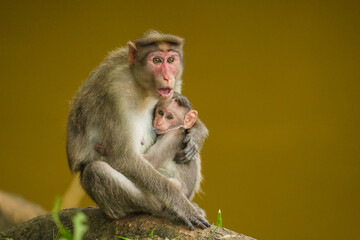 Fototapeta premium A close up short of a mother monkey feeding her baby monkey in the jungle