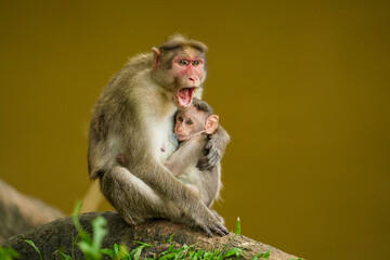 A close up short of a mother monkey feeding  her baby monkey in the jungle