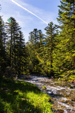Artounant stream flowing between the fir trees in the Restanque forest