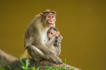 Naklejka premium A close up short of a mother monkey feeding her baby monkey in the jungle