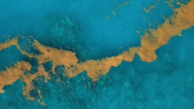 Sargassum seaweed in the turquoise Atlantic Ocean. Top view