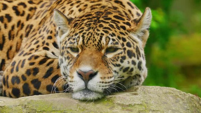 Solitary jaguar lies on a rock, resting in public zoo