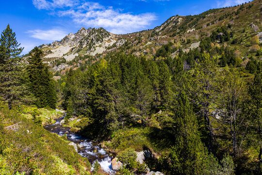 Artounant stream flowing between the fir trees in the Restanque forest