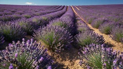 Summer Lavender Field Landscape with Copy Space