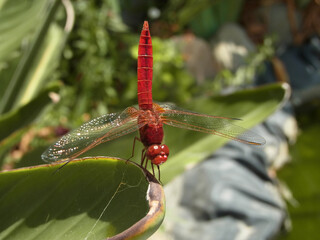 Libellula