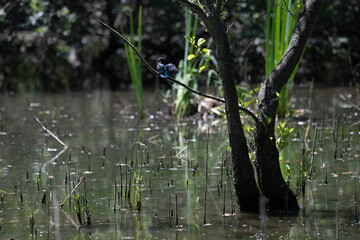Bird perched on a branch near still water surrounded by lush vegetation in a tranquil natural setting
