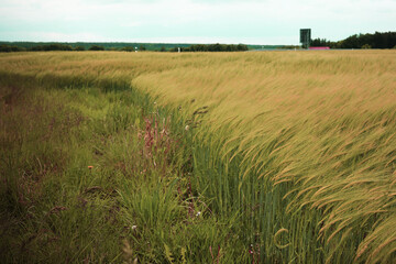 a field of wheat is ripening, the wind bends the ears, the border of a wheat field