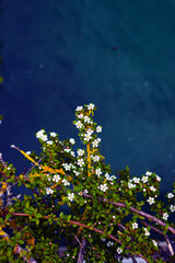 flowers with a branch overgrown with moss on the background of blue water in the sea, decoration,...