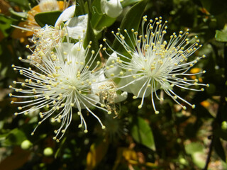 Natura