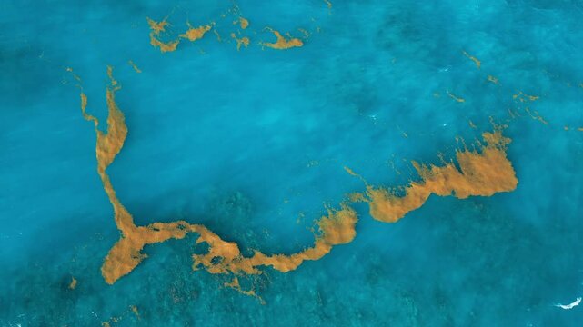 Sargassum seaweed in the turquoise Atlantic Ocean. Top view