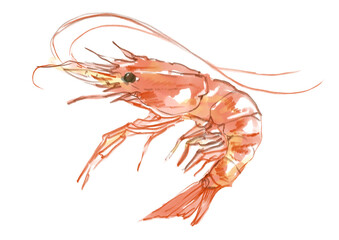 新鮮で美味しそうな海老の手描き水彩イラスト(透過PNG)