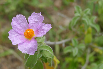 Natura