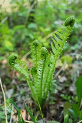 Young shoots of green fern in the forest.