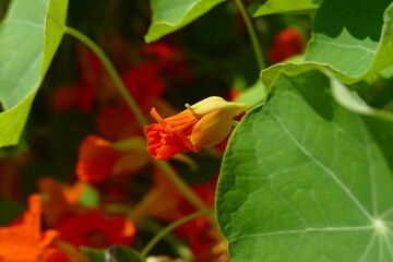 Natura