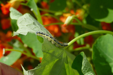 Natura