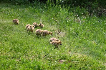 Canada goose with her goslings in green grass