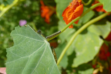 Natura