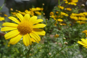 Natura