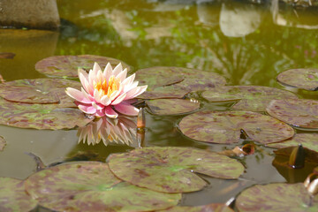 Natura