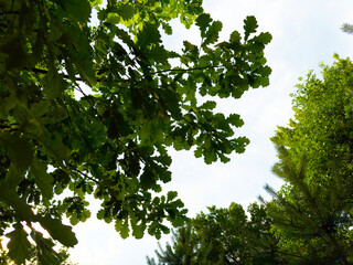 oak branches from below