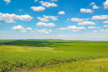 Beautiful rural landscape with green spring field and bright blue sky with clouds