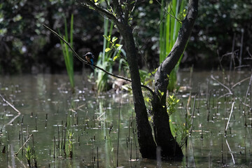 Bird perched on a branch near still water surrounded by lush vegetation in a tranquil natural setting