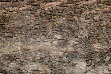 tree bark texture background photo
