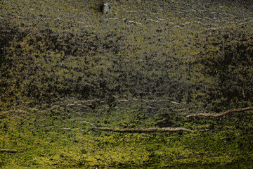 tree bark texture background photo