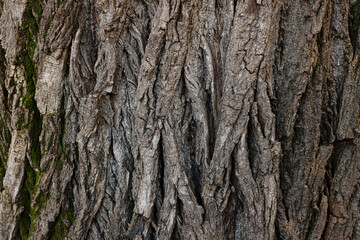 tree bark texture background photo