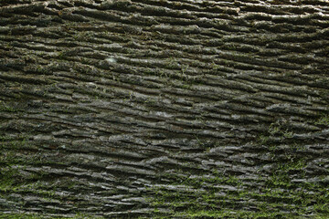 tree bark texture background photo