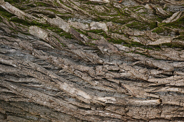 tree bark texture background photo