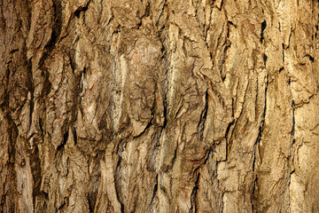 tree bark texture background photo