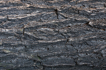 tree bark texture background photo