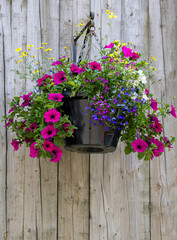 pink flowers pot on wooden wall