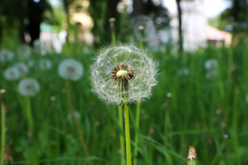 Dandelion in a spring meadow.
