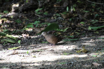 ave - rolinha roxa - Columbina talpacoti