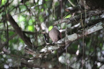 ave - rolinha roxa - Columbina talpacoti