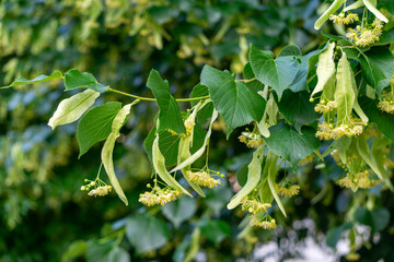 blooming linden tree branch with characteristic heart-shaped leaves and yellow flowers. A summer nature scene perfect for botanical and ecological themes